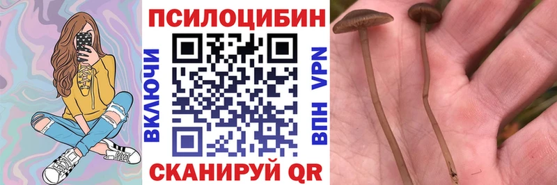 Купить закладки  Судогда  Галлюциногенные грибы прущие грибы 